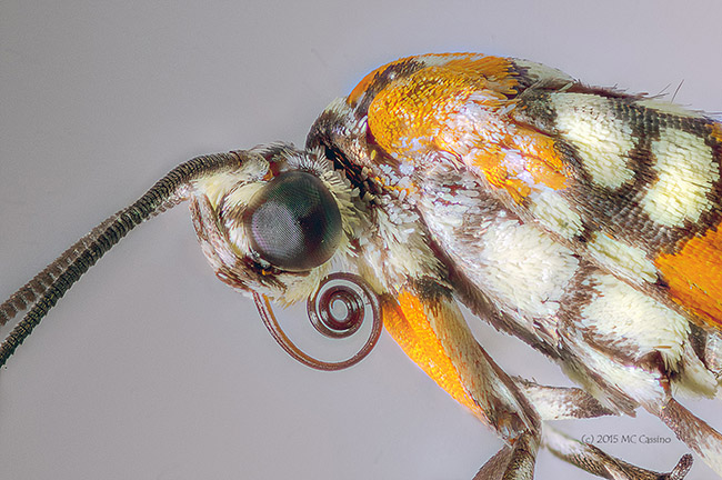 Ailanthus Webworm Moth (Atteva punctella)